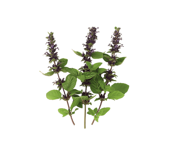 variant-color-img